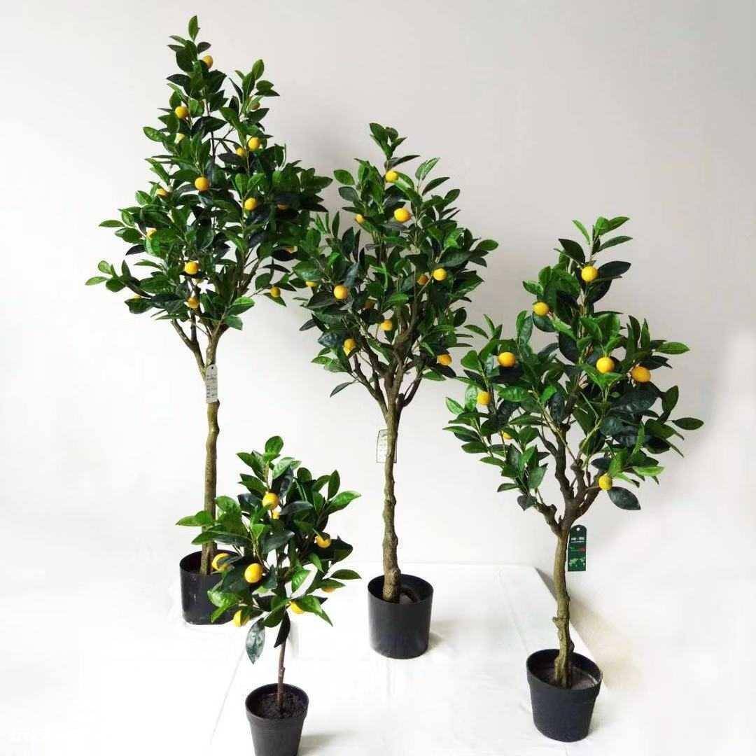 室内大型盆栽植物有哪些好养品种(养护简单不挑环境的绿植)-图片1